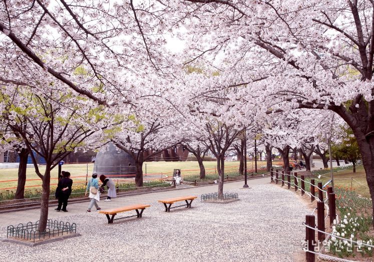 매화·목련·벚꽃·이팝나무로 이어지는 꽃 대궐