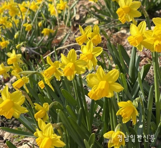 ‘월아산 숲속의 진주’, 봄꽃 나들이 명소 ‘활짝’