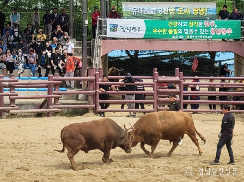 제21 창녕 전국 민속소힘겨루기대회 경기