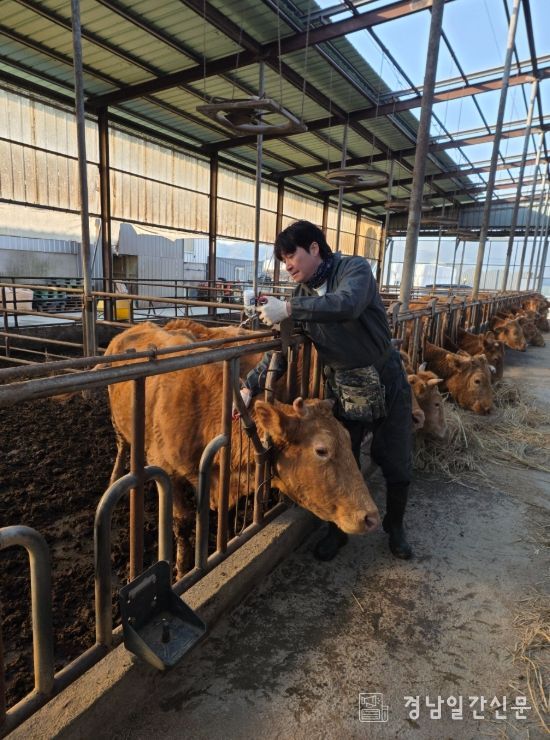 상반기 구제역 백신 일제접종 완료