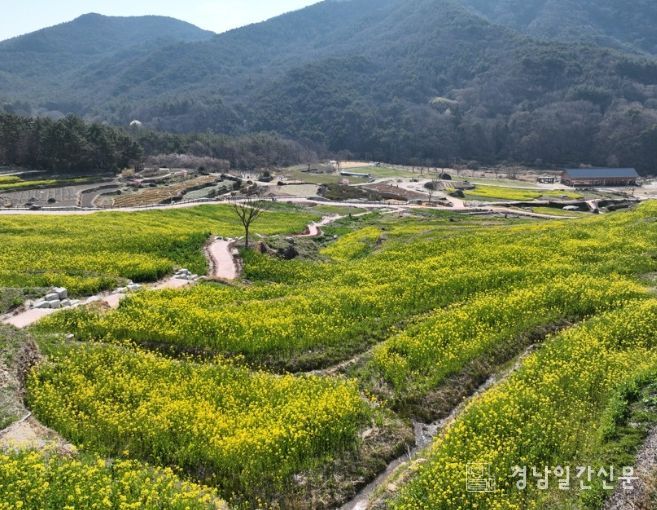 남해군 ‘파라다랑스’유채꽃 개화