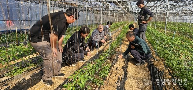 2025년 고추 분야 농업기술명장 징검다리 교육 현장 모습