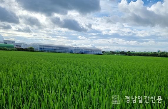 벼 발아율 저하 대비 현장지도 강화